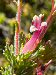 Adenanthos