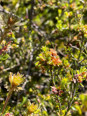 Adenanthos