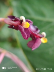 Marantochloa purpurea