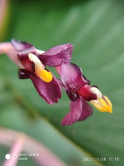 Marantochloa purpurea