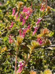 Adenanthos