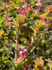 Adenanthos