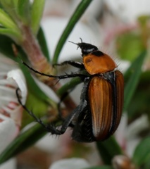 Phyllotocus scutellaris