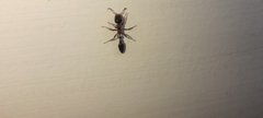 Tetraponera rufonigra