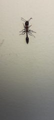Tetraponera rufonigra