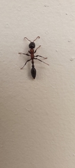 Tetraponera rufonigra