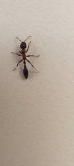Tetraponera rufonigra