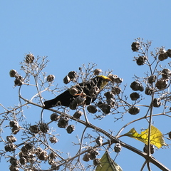 Ampeliceps coronatus