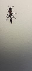 Tetraponera rufonigra