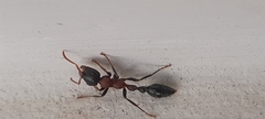 Tetraponera rufonigra