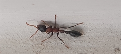 Tetraponera rufonigra