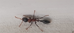 Tetraponera rufonigra