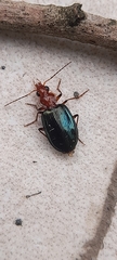 Lebiinae