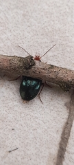 Lebiinae