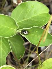 Phola octodecimguttata