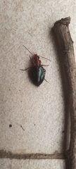 Lebiinae