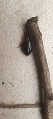 Lebiinae