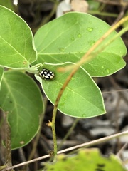 Phola octodecimguttata