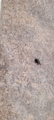 Lebiinae