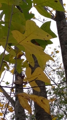 Liriodendron chinense