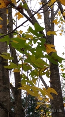 Liriodendron chinense