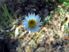 Rhodanthe anthemoides