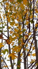 Liriodendron chinense