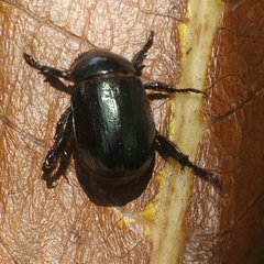 Anomala antiqua