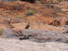 Petrophassa albipennis