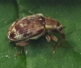 Rhopalomerus tenuirostris