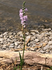 Physostegia intermedia
