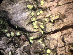 Biatora appalachensis