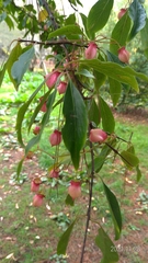 Euonymus carnosus