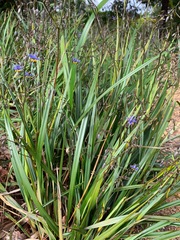 Dianella brevicaulis