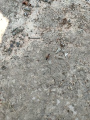 Camponotus consobrinus