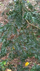 Taxus chinensis