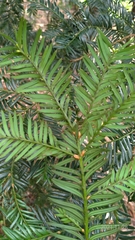 Taxus chinensis