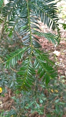 Taxus chinensis