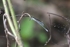 Isostictidae