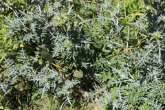 Berkheya rigida