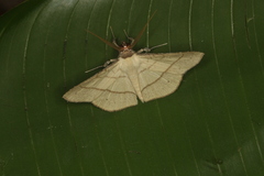 Cryptochrostis flavala