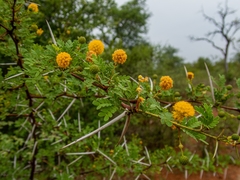 Vachellia exuvialis
