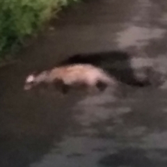 Paradoxurus hermaphroditus