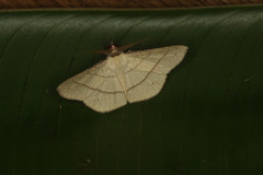 Cryptochrostis flavala