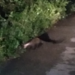 Paradoxurus hermaphroditus