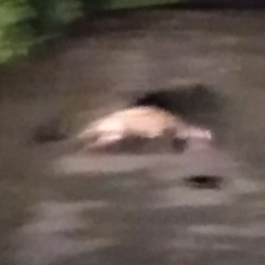 Paradoxurus hermaphroditus