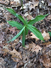Liliales