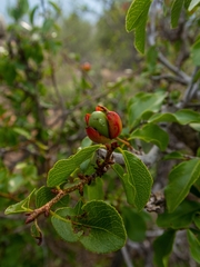 Ochna inermis