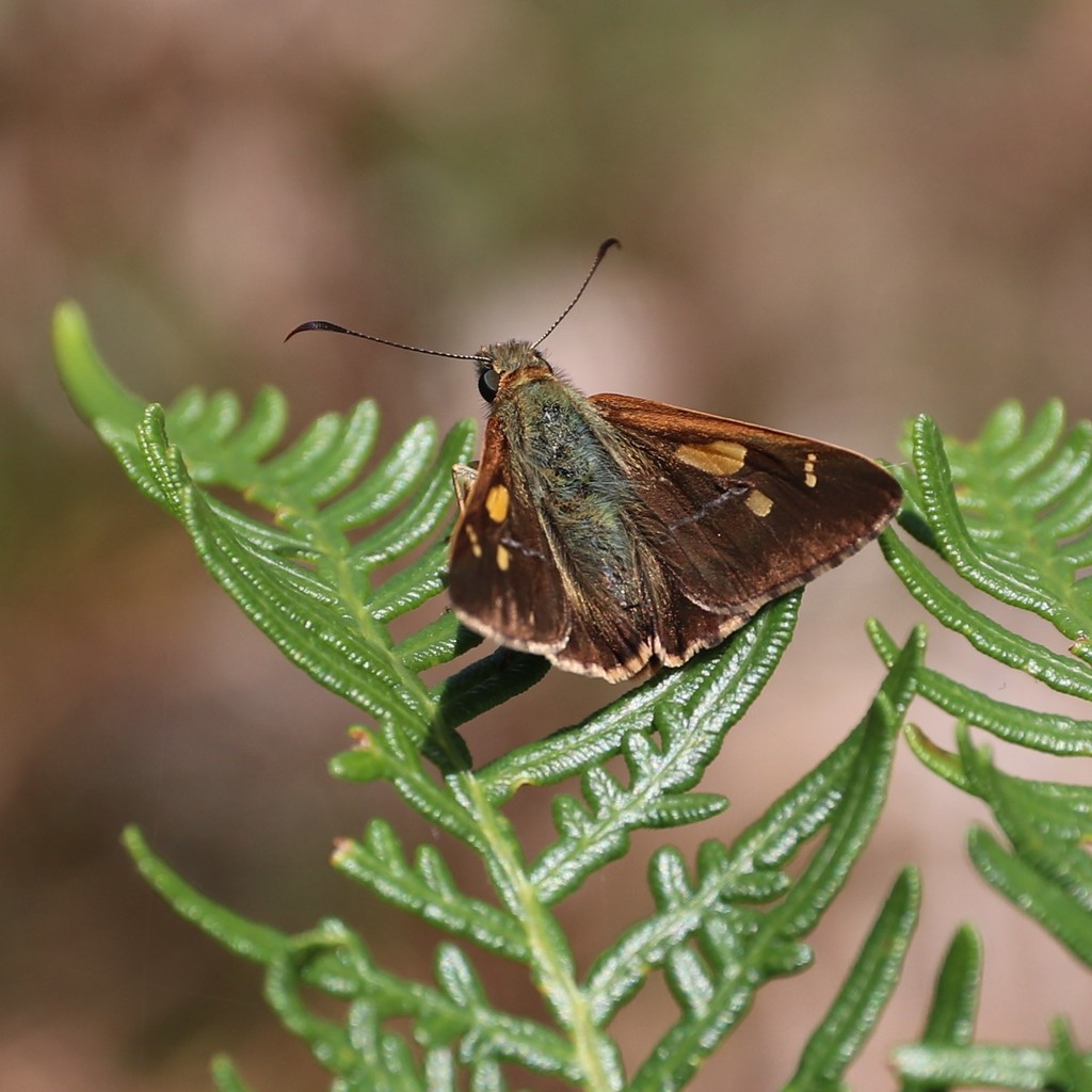 Flame Sedge-skipper