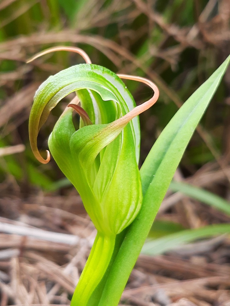 Pterostylis patens